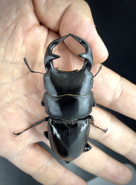 画像2: インドグランディス　♂７４ｍｍ／♀４６ｍｍ成虫ペア　 (2)