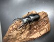 画像1: ドンキエルクワガタ（ハンプイ）　♂６１ｍｍ／♀４４ｍｍ　成虫ペア (1)