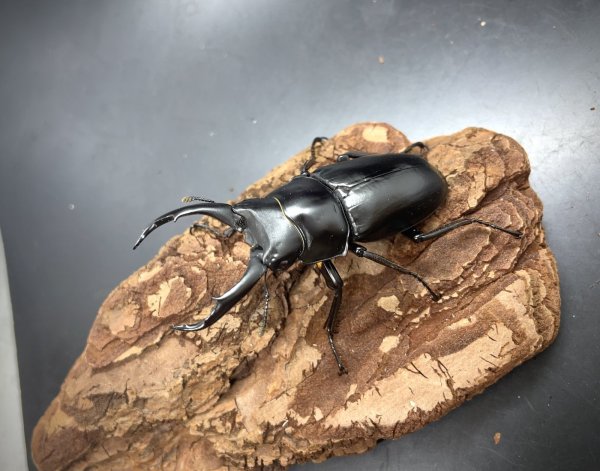 画像1: ドンキエルクワガタ（ハンプイ）　♂６１ｍｍ／♀４４ｍｍ　成虫ペア (1)