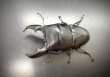 画像1: スマトラヒラタ（アチェ）　♂９９ｍｍ／♀５１ｍｍ成虫ペア　 (1)