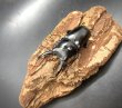 画像3: ドンキエルクワガタ（ハンプイ）　♂５８ｍｍ／♀４２ｍｍ　成虫ペア (3)
