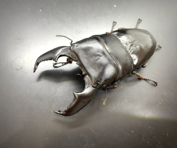 画像1: スマトラヒラタ（アチェ）　♂１０４ｍｍ／♀５５ｍｍ成虫ペア　 (1)