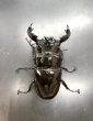 画像2: タランドゥスオオツヤクワガタ　♂８８ｍｍ／♀５５ｍｍ成虫ペア　２ (2)