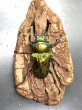 画像1: ニジイロクワガタ（グリーン系ピカール）♂５６ｍｍ♀３８ｍｍ成虫ペア (1)