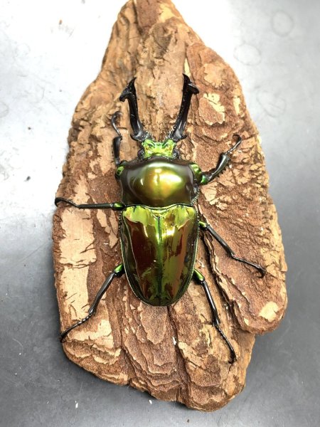 画像1: ニジイロクワガタ（グリーン系ピカール）♂５６ｍｍ♀３８ｍｍ成虫ペア (1)