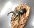 画像1: アクベシアヌスミヤマクワガタ　♂７２ｍｍ／♀４７ｍｍ　成虫ペア (1)