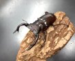 画像2: フォルスターフタマタクワガタ（キヨタミ）　♂７６ｍｍ/♀４３ｍｍ　成虫ペア　　 (2)
