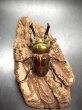 画像1: ニジイロクワガタ（レッドピカール血統）♂５５ｍｍ／♀３６ｍｍ成虫ペア (1)