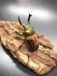 画像3: ニジイロクワガタ（レッドピカール血統）♂５５ｍｍ／♀３６ｍｍ成虫ペア (3)
