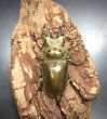 画像2: モセリオウゴンオニクワガタ　♂４８ｍｍ　♂単品 (2)