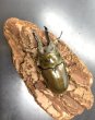画像3: モセリオウゴンオニクワガタ　♂６１ｍｍ／♀４４ｍｍ成虫ペア (3)