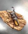 画像2: エロンガトゥスフタマタクワガタ　♂７２ｍｍ／♀４２ｍｍ　成虫ペア　 (2)