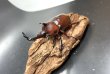 画像1: カブトムシ（レッドボディ・ピンクアイ）　♂単品 (1)