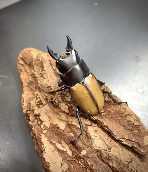 画像1: ラフェルトノコギリクワガタ　♂４９ｍｍ／♀３９ｍｍ成虫ペア　 (1)