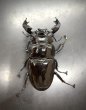 画像2: タランドゥスオオツヤクワガタ　♂８４ｍｍ／♀５４ｍｍ成虫ペア　 (2)