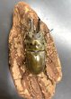 画像2: モセリオウゴンオニクワガタ　♂６１ｍｍ／♀４４ｍｍ成虫ペア (2)