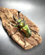 画像2: ニジイロクワガタ（グリーン系ピカール）♂５６ｍｍ♀３８ｍｍ成虫ペア (2)