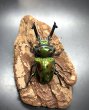 画像1: ニジイロクワガタ（グリーン系ピカール）♂５７ｍｍ♀３８ｍｍ成虫ペア (1)