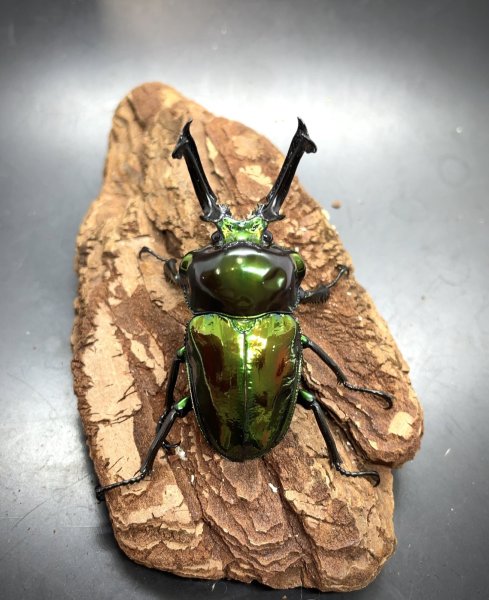 画像1: ニジイロクワガタ（グリーン系ピカール）♂５７ｍｍ♀３８ｍｍ成虫ペア (1)