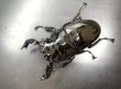 画像1: タランドゥスオオツヤクワガタ　♂８４ｍｍ／♀５４ｍｍ成虫ペア　 (1)