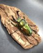 画像3: ニジイロクワガタ（グリーン系ピカール）♂５６ｍｍ♀３８ｍｍ成虫ペア (3)