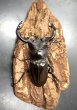画像3: フォルスターフタマタクワガタ（キヨタミ）　♂６５ｍｍB品/♀４３ｍｍ　成虫ペア　　 (3)