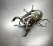画像1: タランドゥスオオツヤクワガタ　♂８８ｍｍ／♀５５ｍｍ成虫ペア　２ (1)