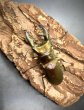 画像1: エラフスホソアカクワガタ　♂５０ｍｍ／♀３３ｍｍ成虫ペア　 (1)