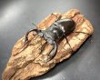 画像1: フォルスターフタマタクワガタ（キヨタミ）　♂６５ｍｍB品/♀４３ｍｍ　成虫ペア　　 (1)