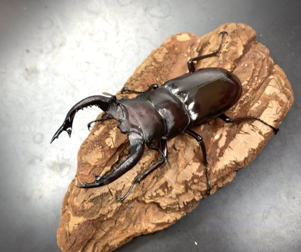画像1: フォルスターフタマタクワガタ（キヨタミ）　♂７９ｍｍ/♀４３ｍｍ　成虫ペア　　 (1)