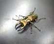 画像2: エラフスホソアカクワガタ　♂５０ｍｍ／♀３３ｍｍ成虫ペア　 (2)