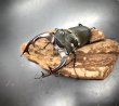 画像1: アクベシアヌスミヤマクワガタ　♂８４ｍｍ／♀４７ｍｍ　成虫ペア (1)