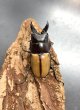 画像2: ラフェルトノコギリクワガタ　♂４９ｍｍ／♀３９ｍｍ成虫ペア　 (2)