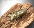 画像1: モセリオウゴンオニクワガタ　♂４８ｍｍ　♂単品 (1)
