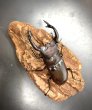 画像2: フォルスターフタマタクワガタ（キヨタミ）　♂７９ｍｍ/♀４３ｍｍ　成虫ペア　　 (2)