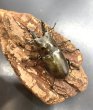 画像1: モセリオウゴンオニクワガタ　♂５５ｍｍ／♀４３ｍｍ成虫ペア (1)