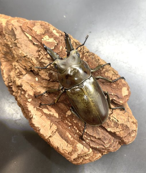 画像1: モセリオウゴンオニクワガタ　♂５５ｍｍ／♀４３ｍｍ成虫ペア (1)