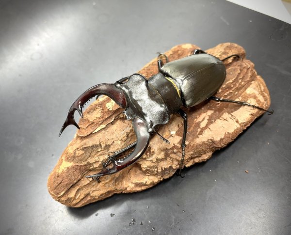 画像2: アクベシアヌスミヤマクワガタ　♂８６ｍｍＢ品／♀５０ｍｍ　成虫ペア (2)