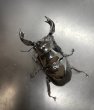 画像1: タランドゥスオオツヤクワガタ　♂８１ｍｍ／♀５１ｍｍ成虫ペア　 (1)