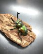 画像2: ニジイロクワガタ（グリーン系ピカール）♂５７ｍｍ♀３８ｍｍ成虫ペア (2)