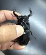 画像2: タランドゥスオオツヤクワガタ（ホワイトアイ）　♂８０ｍｍ／♀５１ｍｍ　成虫ペア　 (2)