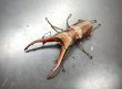 画像1: インペラトールホソアカクワガタ　♂７０ｍｍ／♀３０ｍｍ　成虫ペア　 (1)