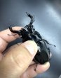 画像1: タランドゥスオオツヤクワガタ（ホワイトアイ）　♂８０ｍｍ／♀５１ｍｍ　成虫ペア　 (1)