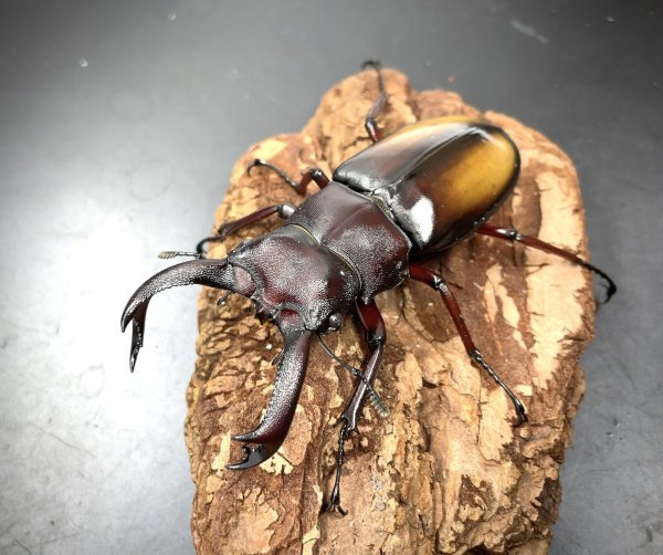 画像1: エロンガトゥスフタマタクワガタ　♂７２ｍｍ／♀４２ｍｍ　成虫ペア　 (1)