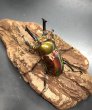 画像2: ニジイロクワガタ（レッドピカール血統）♂５５ｍｍ／♀３６ｍｍ成虫ペア (2)