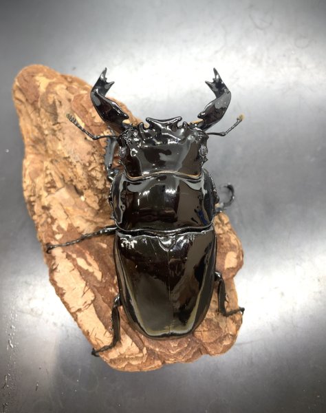 画像1: タランドゥスオオツヤクワガタ　♂８８ｍｍ／♀５５ｍｍ成虫ペア　1 (1)