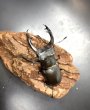 画像2: アクベシアヌスミヤマクワガタ　♂７２ｍｍ／♀４７ｍｍ　成虫ペア (2)