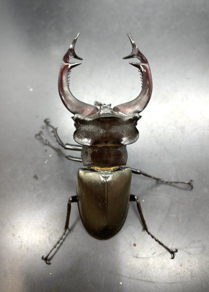 画像3: アクベシアヌスミヤマクワガタ　♂８６ｍｍＢ品／♀５０ｍｍ　成虫ペア (3)