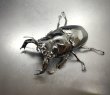 画像3: タランドゥスオオツヤクワガタ　♂８８ｍｍ／♀５５ｍｍ成虫ペア　1 (3)