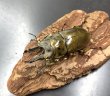 画像1: モセリオウゴンオニクワガタ　♂６１ｍｍ／♀４４ｍｍ成虫ペア (1)